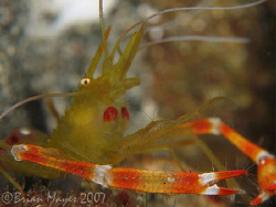 Golden Coral Shrimp (Stenopus hispidus)<><><>Canon G7, In... by Brian Mayes 